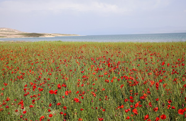 Foto - Fotoğraf tutkunları gelincik tarlalarının yolunu tuttu