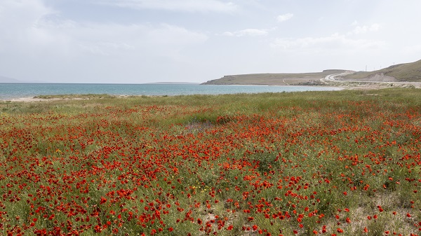 Foto - Fotoğraf tutkunları gelincik tarlalarının yolunu tuttu