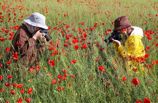 Foto - Fotoğraf tutkunları gelincik tarlalarının yolunu tuttu