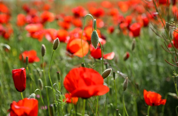 Fotoğraf tutkunları gelincik tarlalarının yolunu tuttu