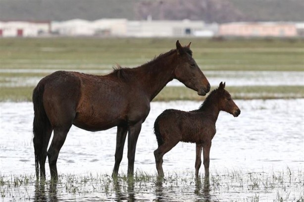 Foto - Fotoğrafçıların gözdesi oldu