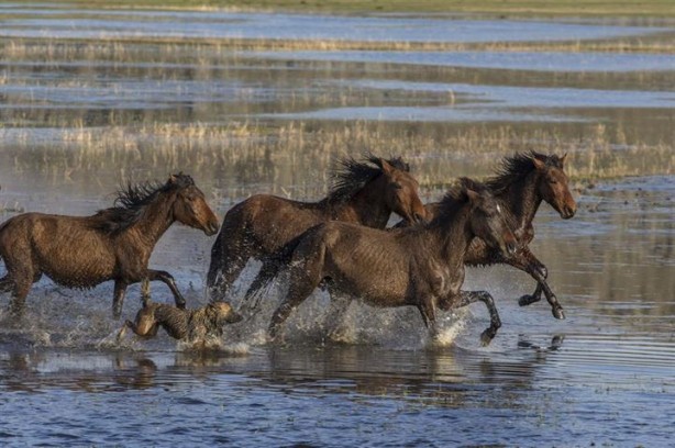 Foto - Fotoğrafçıların gözdesi oldu