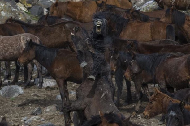 Foto - Fotoğrafçıların gözdesi oldu