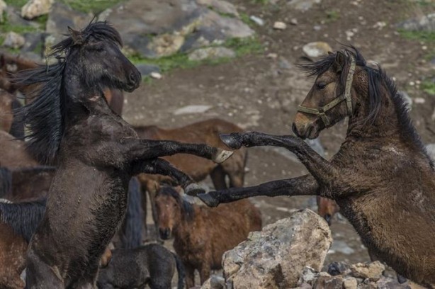 Foto - Fotoğrafçıların gözdesi oldu