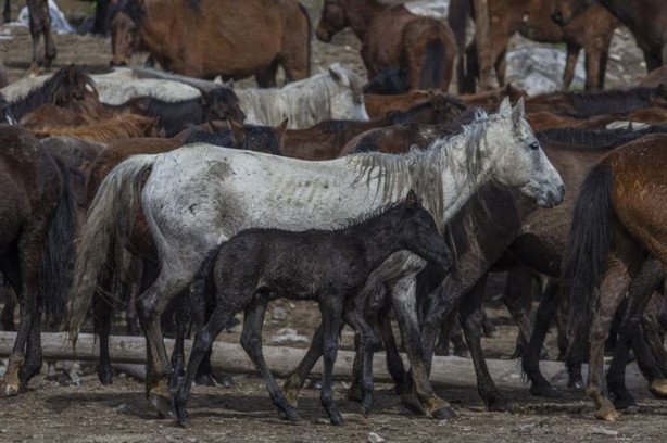 Foto - Fotoğrafçıların gözdesi oldu