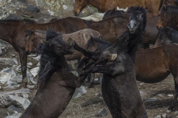 Foto - Fotoğrafçıların gözdesi oldu