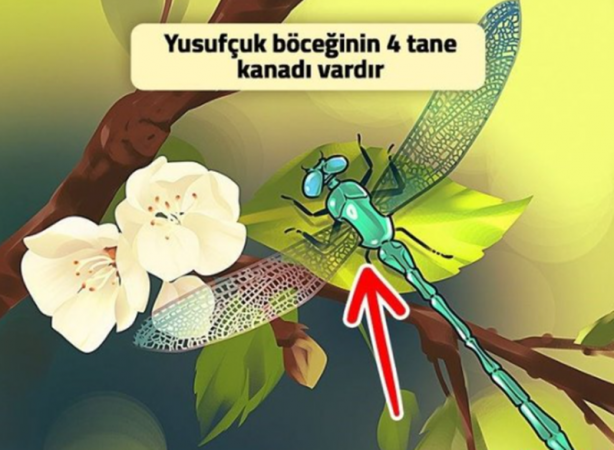 Foto - Fotoğraflar kişiliğinizi ele veriyor! Sosyal medyayı sallayan test