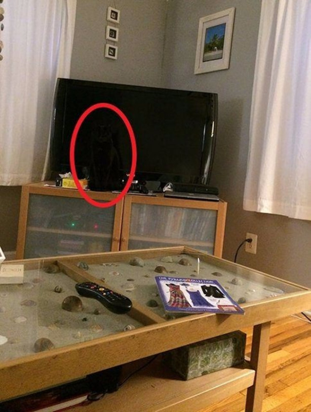 Foto - Fotoğraftaki keskin nişancıyı görebildiniz mi?