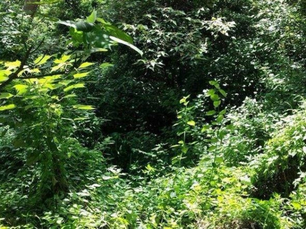 Foto - Fotoğraftaki keskin nişancıyı görebildiniz mi?