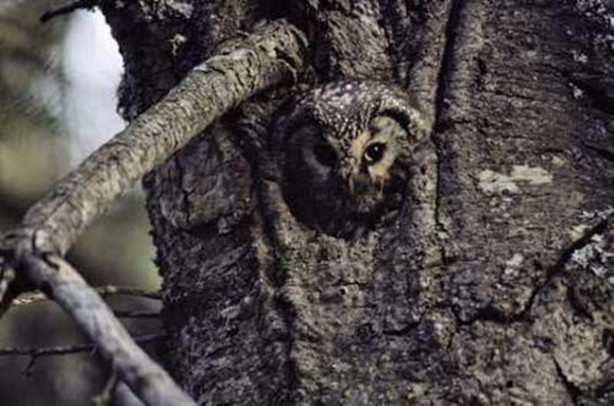 Foto - Fotoğraftaki keskin nişancıyı görebildiniz mi?