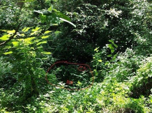 Foto - Fotoğraftaki keskin nişancıyı görebildiniz mi?