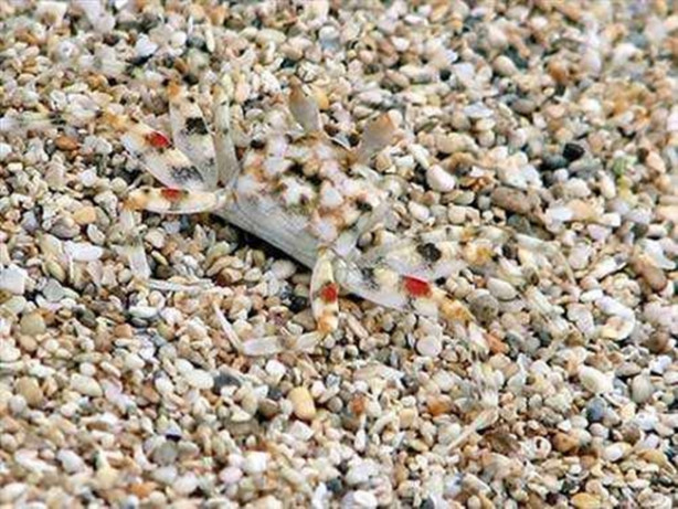 Foto - Fotoğraftaki keskin nişancıyı görebildiniz mi?