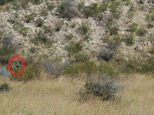 Foto - Fotoğraftaki keskin nişancıyı görebildiniz mi?