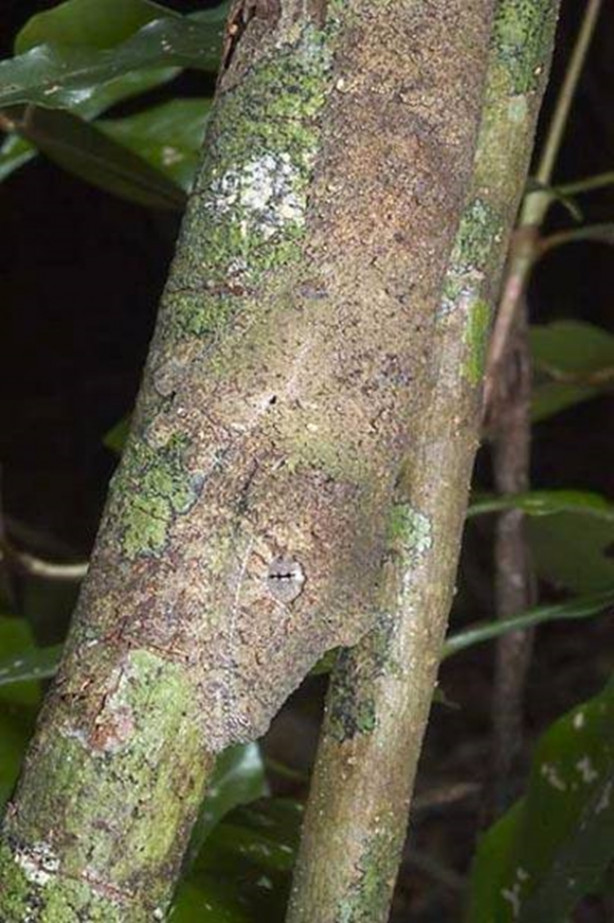 Foto - Fotoğraftaki keskin nişancıyı görebildiniz mi?