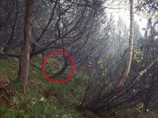 Foto - Fotoğraftaki keskin nişancıyı görebildiniz mi?