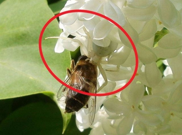 Foto - Fotoğraftaki keskin nişancıyı görebildiniz mi?