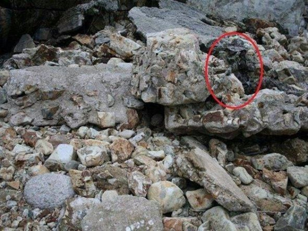 Foto - Fotoğraftaki keskin nişancıyı görebildiniz mi?