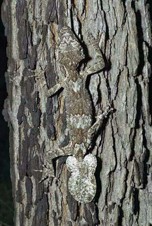 Foto - Fotoğraftaki keskin nişancıyı görebildiniz mi?