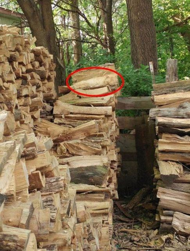 Foto - Fotoğraftaki keskin nişancıyı görebildiniz mi?