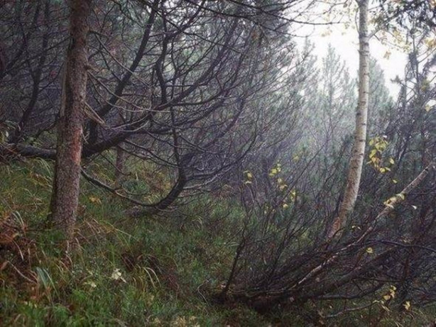 Foto - Fotoğraftaki keskin nişancıyı görebildiniz mi?