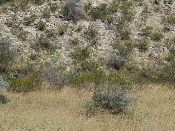 Foto - Fotoğraftaki keskin nişancıyı görebildiniz mi?