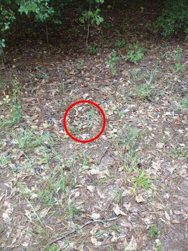 Foto - Fotoğraftaki keskin nişancıyı görebildiniz mi?