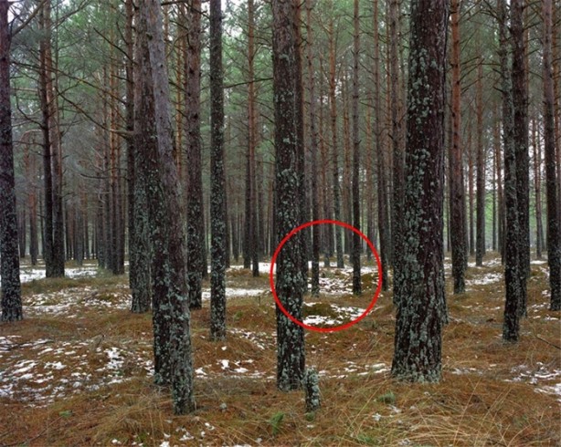 Foto - Fotoğraftaki keskin nişancıyı görebiliyor musunuz?