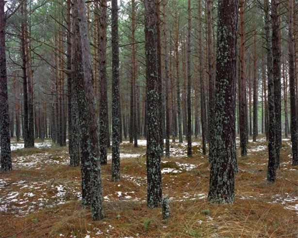 Foto - Fotoğraftaki keskin nişancıyı görebiliyor musunuz?