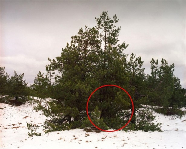 Foto - Fotoğraftaki keskin nişancıyı görebiliyor musunuz?