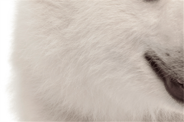 Foto - Fotoğraftaki kutup ayısı mı, köpek mi?