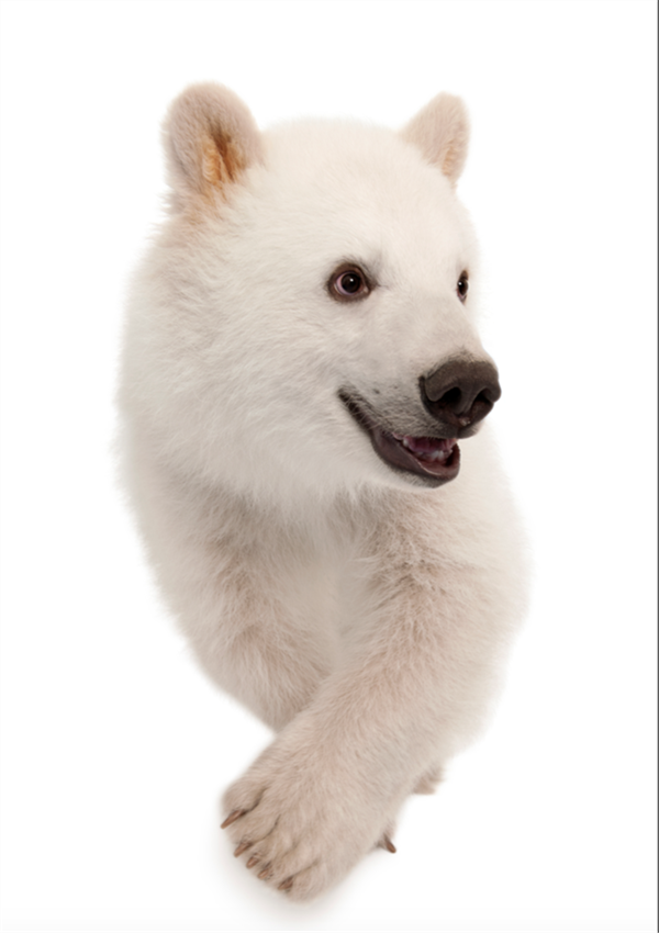 Foto - Fotoğraftaki kutup ayısı mı, köpek mi?