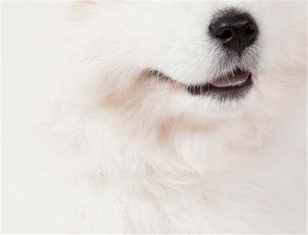 Foto - Fotoğraftaki kutup ayısı mı, köpek mi?