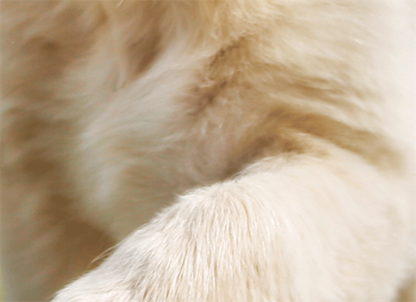 Foto - Fotoğraftaki kutup ayısı mı, köpek mi?