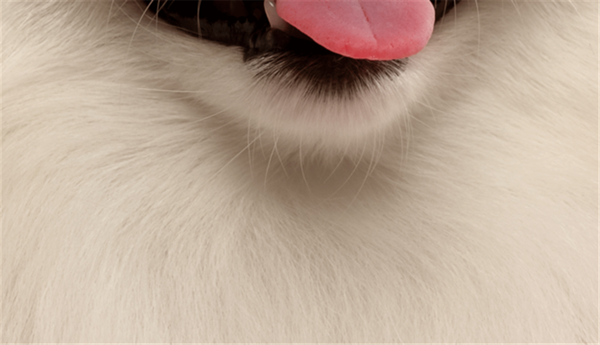 Fotoğraftaki kutup ayısı mı, köpek mi?