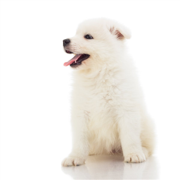 Foto - Fotoğraftaki kutup ayısı mı, köpek mi?