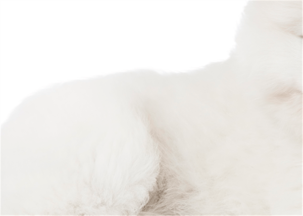 Foto - Fotoğraftaki kutup ayısı mı, köpek mi?