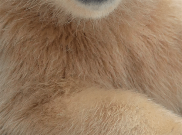 Foto - Fotoğraftaki kutup ayısı mı, köpek mi?