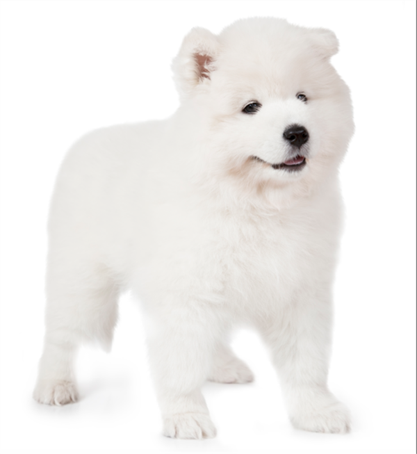 Foto - Fotoğraftaki kutup ayısı mı, köpek mi?