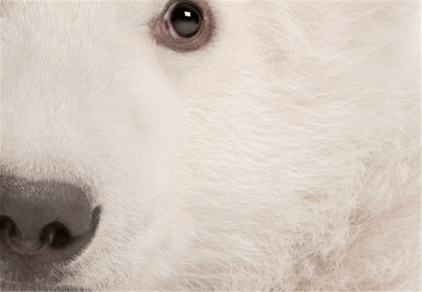 Foto - Fotoğraftaki kutup ayısı mı, köpek mi?