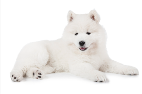 Foto - Fotoğraftaki kutup ayısı mı, köpek mi?