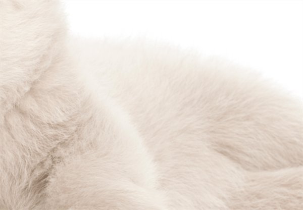 Foto - Fotoğraftaki kutup ayısı mı, köpek mi?