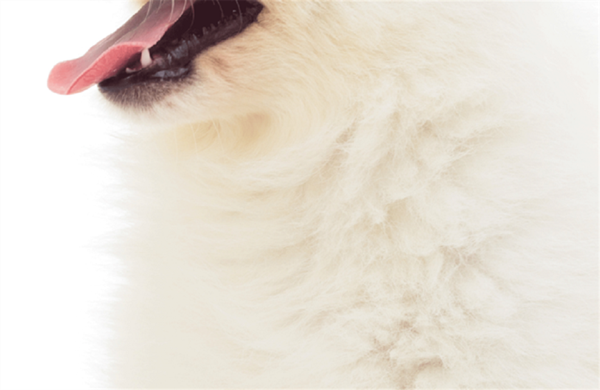 Foto - Fotoğraftaki kutup ayısı mı, köpek mi?