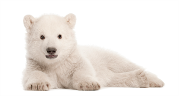 Foto - Fotoğraftaki kutup ayısı mı, köpek mi?