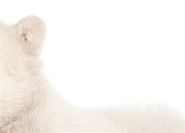 Foto - Fotoğraftaki kutup ayısı mı, köpek mi?