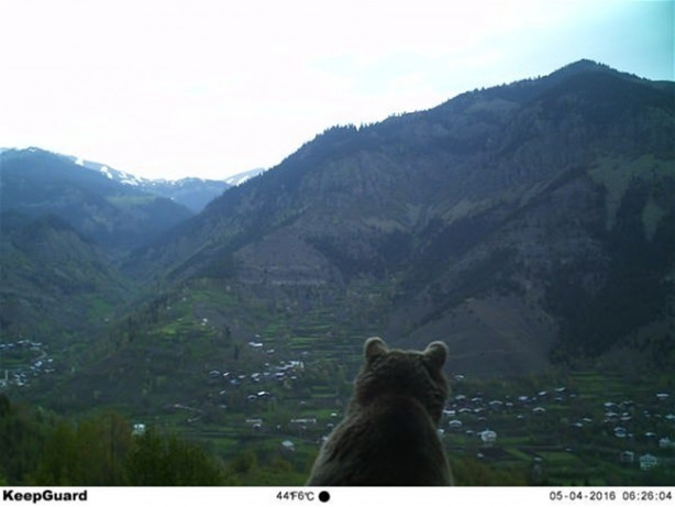 Foto - Fotokapanla görüntülendiler