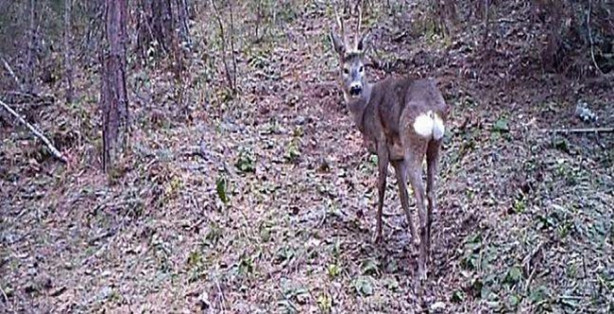 Fotokapanla görüntülendiler