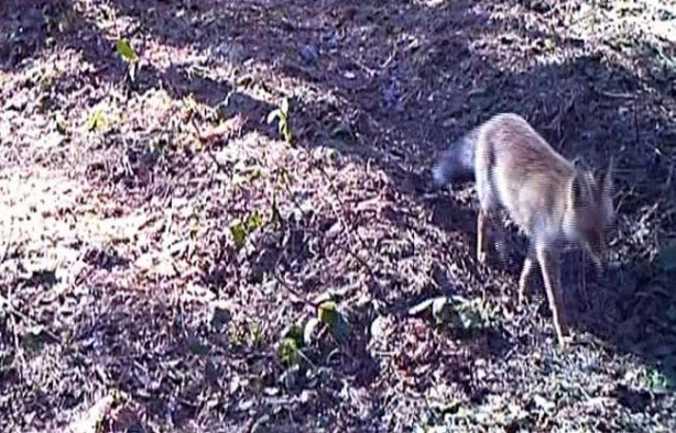 Foto - Fotokapanla görüntülendiler