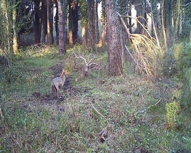 Foto - Fotokapanla görüntülendiler