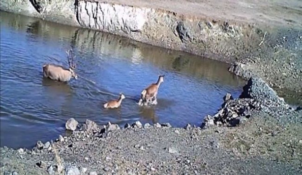 Foto - Fotokapanla görüntülendiler