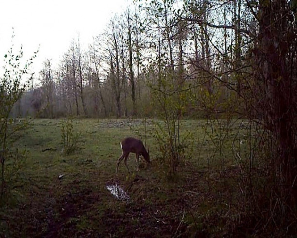 Foto - Fotokapanla görüntülendiler